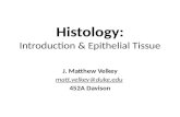 Histology: Introduction & Epithelial Tissue