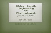 Biology Genetic Engineering Gel  Electrophoresis