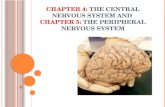 CHAPTER 4:  THE CENTRAL NERVOUS SYSTEM AND  CHAPTER 5:  THE PERIPHERAL NERVOUS SYSTEM