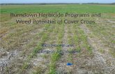 Burndown Herbicide Programs and Weed Potential of Cover Crops