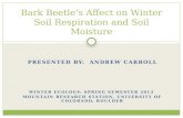 Bark Beetle’s Affect on Winter Soil Respiration and Soil Moisture