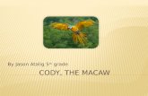 Cody, the Macaw