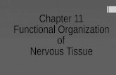 Chapter 11 Functional Organization  of  Nervous Tissue