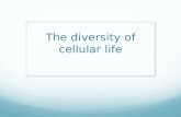 The diversity of cellular life