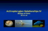 Actinopterygian  Relationships  IV Biology of Fishes 10.11.12