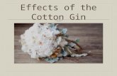 Effects of the Cotton Gin