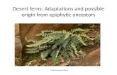 Desert ferns: Adaptations and possible origin from epiphytic ancestors