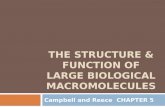 The structure & function of large biological macromolecules