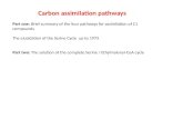 Carbon assimilation pathways