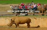 What will we see at Lazy Five?