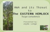 HWA and its Threat to  The EASTERN HEMLOCK Tsuga canadensis Presented by: Jayme Longo