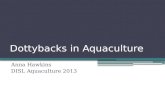 Dottybacks  in Aquaculture