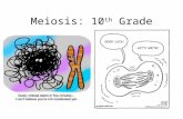 Meiosis: 10 th  Grade