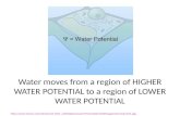 Water moves from a region of HIGHER WATER POTENTIAL to a region of LOWER WATER POTENTIAL