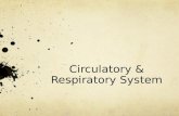 Circulatory  & Respiratory System
