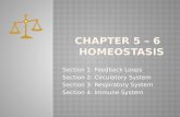 Chapter 5 – 6  Homeostasis