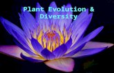 Plant Evolution & Diversity