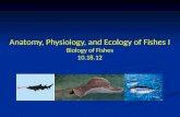 Anatomy, Physiology, and Ecology of  Fishes I Biology of Fishes 10.18.12