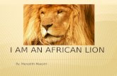 I am an African Lion
