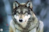 Gray  Wolf