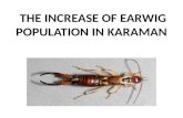 THE INCREASE OF EARWIG POPULATION IN KARAMAN