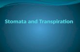 Stomata and Transpiration