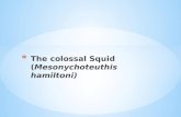 The colossal  Squid  ( Mesonychoteuthis hamiltoni )
