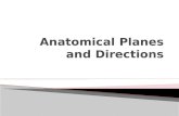 Anatomical Planes and Directions