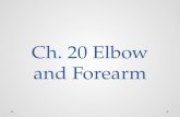Ch. 20 Elbow and Forearm