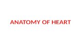 ANATOMY OF HEART