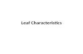 Leaf Characteristics