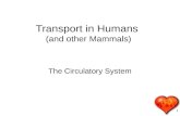 Transport in Humans  (and other Mammals)