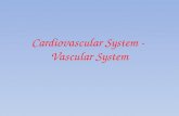 Cardiovascular System -  Vascular System