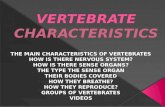 VERTEBRATE  CHARACTERISTICS