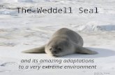 The Weddell Seal
