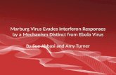 Marburg Virus Evades Interferon Responses by a Mechanism Distinct from Ebola Virus