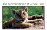 The communication of Bengal Tiger