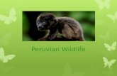 Peruvian Wildlife