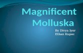 Magnificent  Molluska
