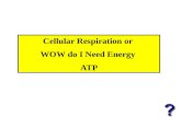 Cellular Respiration or  WOW do I Need Energy  ATP