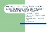 What are we learning from wildlife about endocrine disruption that is relevant to human health?