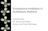 Translational Inhibition in  Arabidopsis thaliana