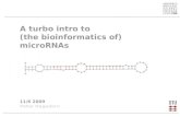 A turbo intro to  (the bioinformatics of)  microRNAs 11/6 2009 Peter Hagedorn