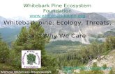 Whitebark pine: Ecology, Threats,  and Why We Care