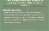4.02 Understand the functions and disorders of the urinary system