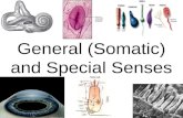 General (Somatic) and Special Senses