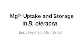 Mg 2+  Uptake and Storage in  B. oleracea