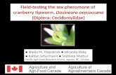 Field-testing the sex pheromone of  c ranberry tipworm,  Dasineura oxycoccana