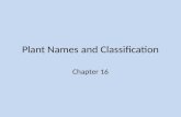 Plant Names and Classification