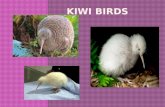 KIWI BIRDS